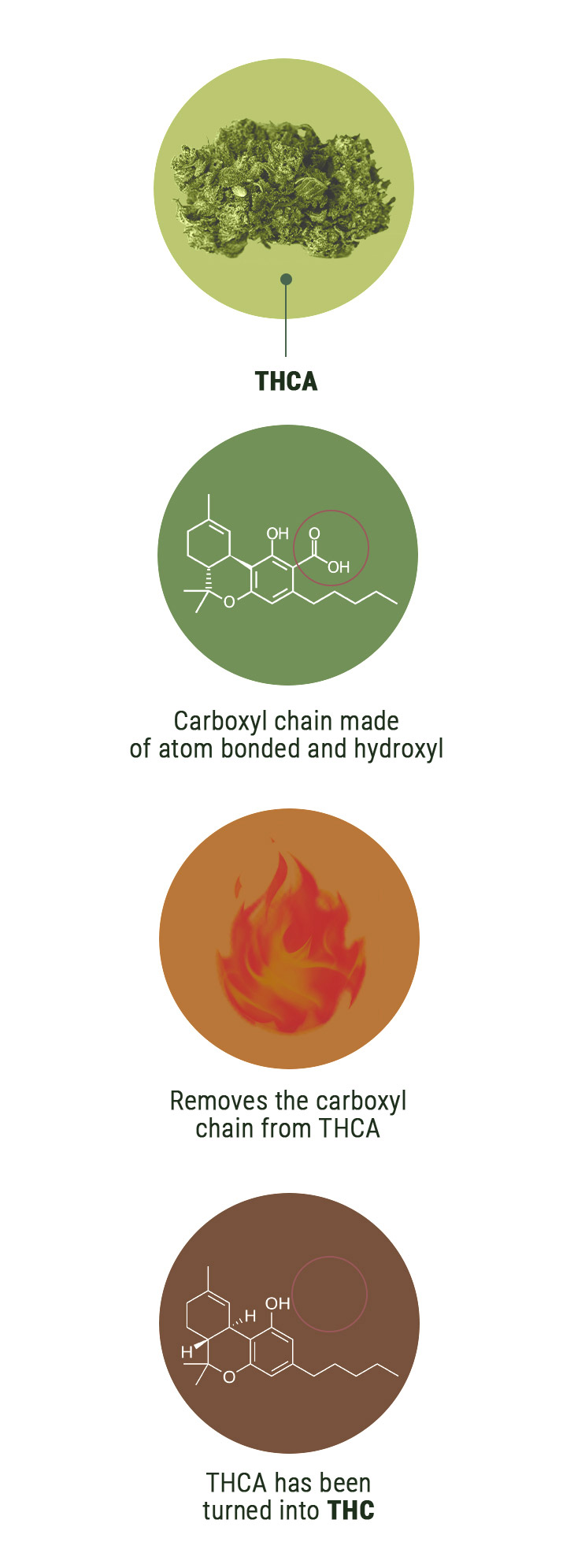 What's The Difference Between THCV And THC? What's The Difference Between THCV And THC?