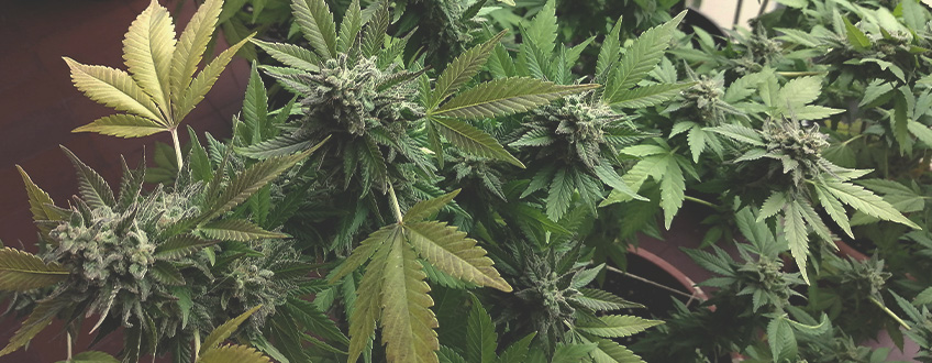 Why Would You Want to Force-Flower Cannabis?