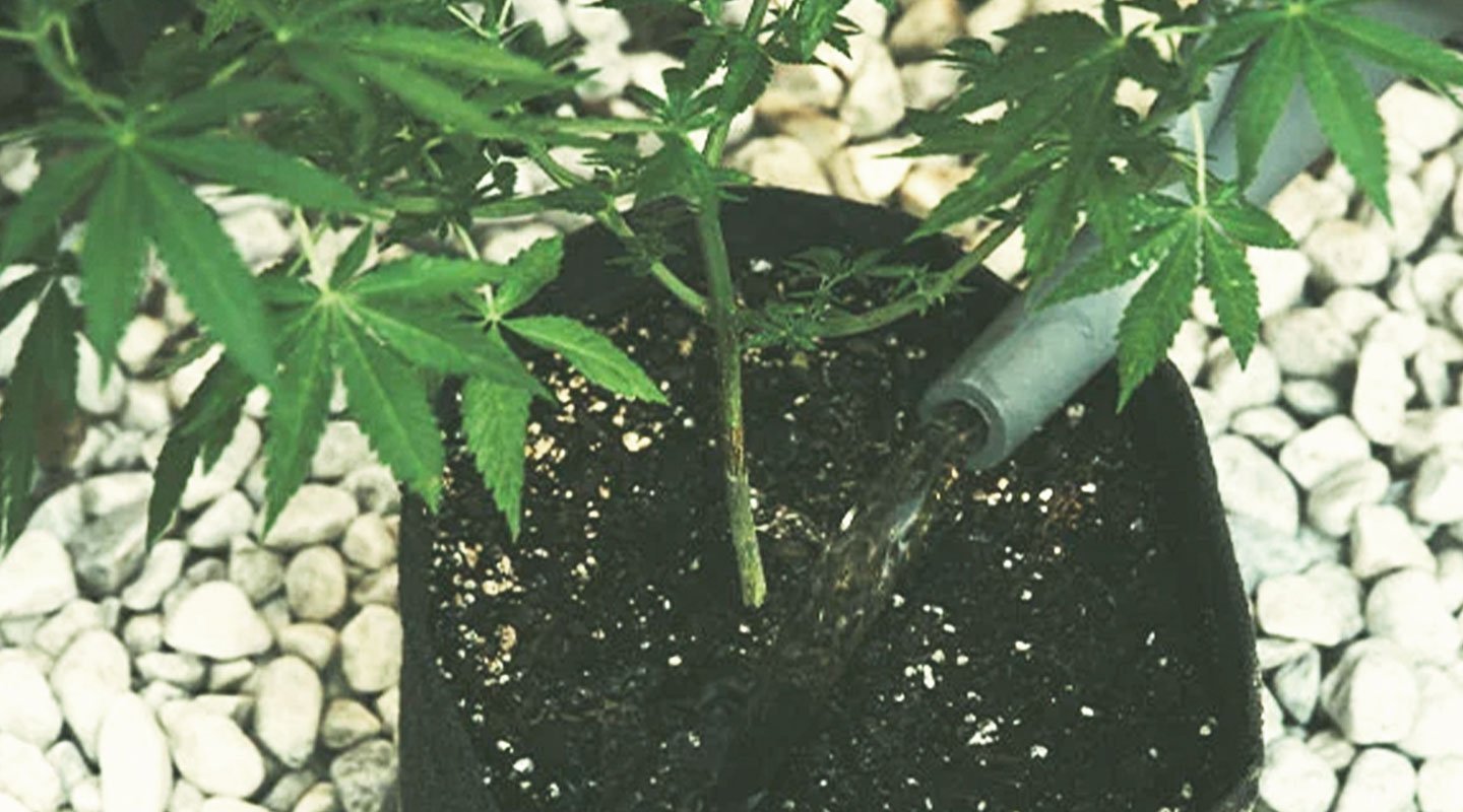 WATERING WATERING