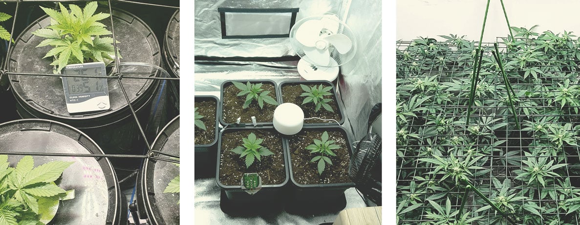 The image depicts cannabis plants undergoing low-stress training (LST) in an indoor grow space. Stems and branches are gently bent and tied down, allowing more light to penetrate the canopy and reach lower parts of the plant. This method encourages even growth, improves light exposure, and can result in higher yields while maintaining a manageable plant height.