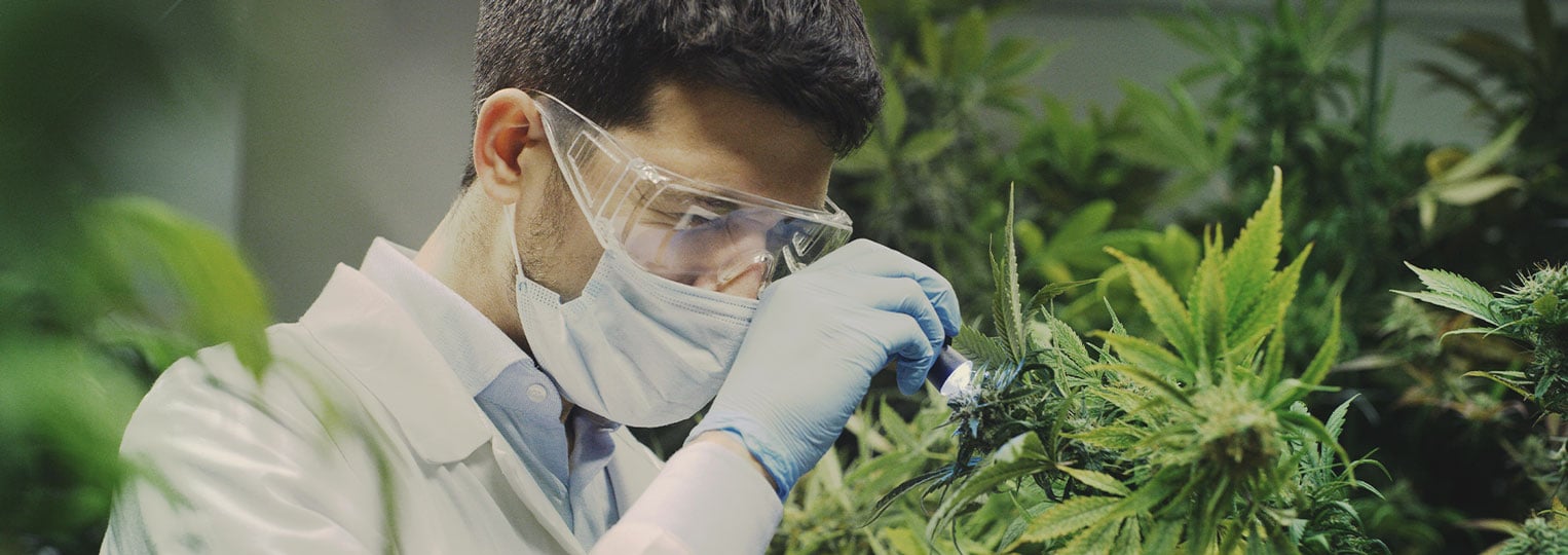 Cannabis Researchers Have Only Scratched the Surface