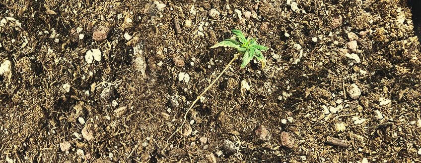 Pithium in Cannabis Seedling