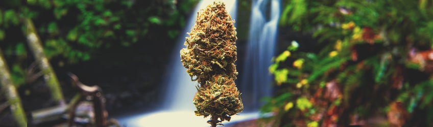 Clearing Up 10 Myths About Marijuana