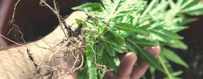 Do Cannabis Roots Contain Cannabinoids or Terpenes?