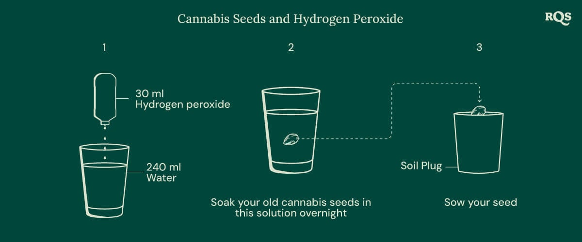 Cannabis seeds and oxygen steps Cannabis seeds and oxygen steps