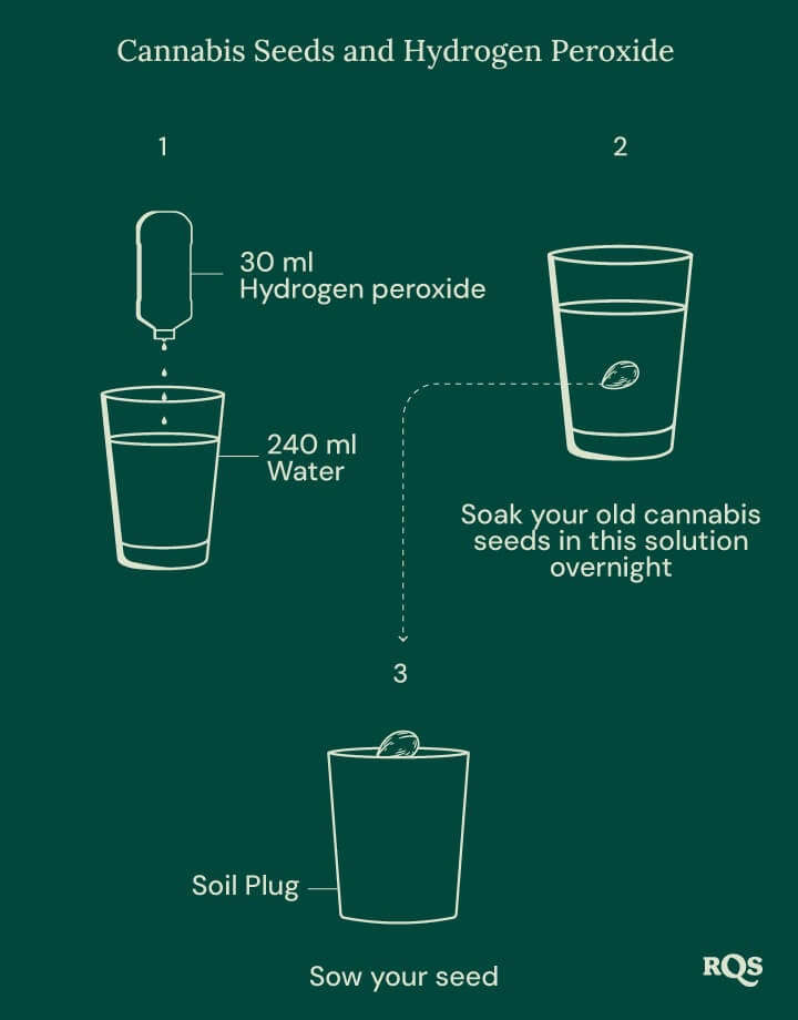 Cannabis seeds and oxygen steps Cannabis seeds and oxygen steps