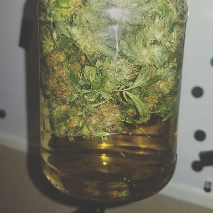 Cannabis Water Curing Cannabis Water Curing
