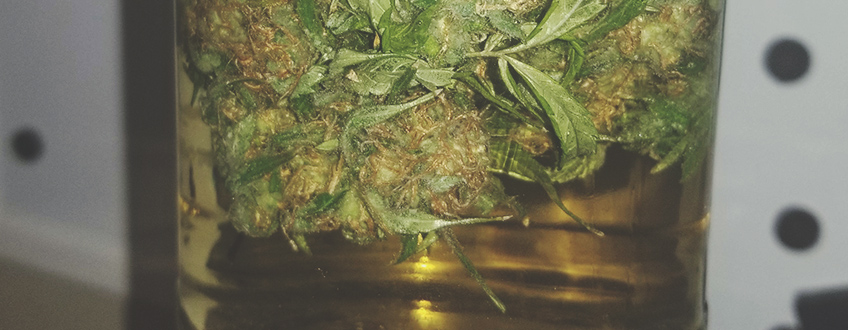 Cannabis Water Curing Cannabis Water Curing