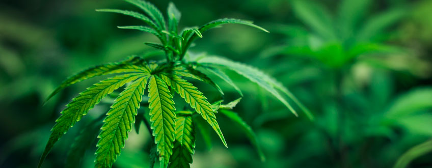Zinc deficiency cannabis plant