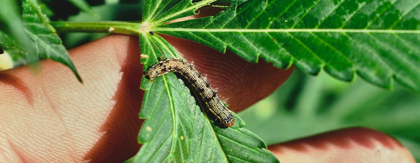 REMOVING CATERPILLARS FROM CANNABIS PLANTS