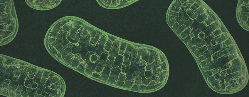 CBD and Metabolism