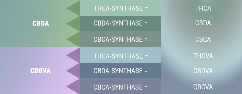 BIOSYNTHESIS CREATES THE ACID FORMS OF THE PRIMARY CANNABINOIDS