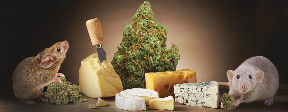 Cheese Genetics