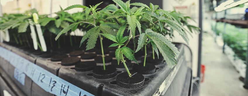 Grow From Clones Grow From Clones