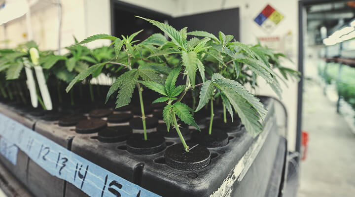 Grow From Clones Grow From Clones