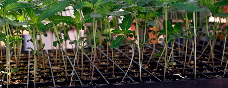 Cannabis Clones Cannabis Clones