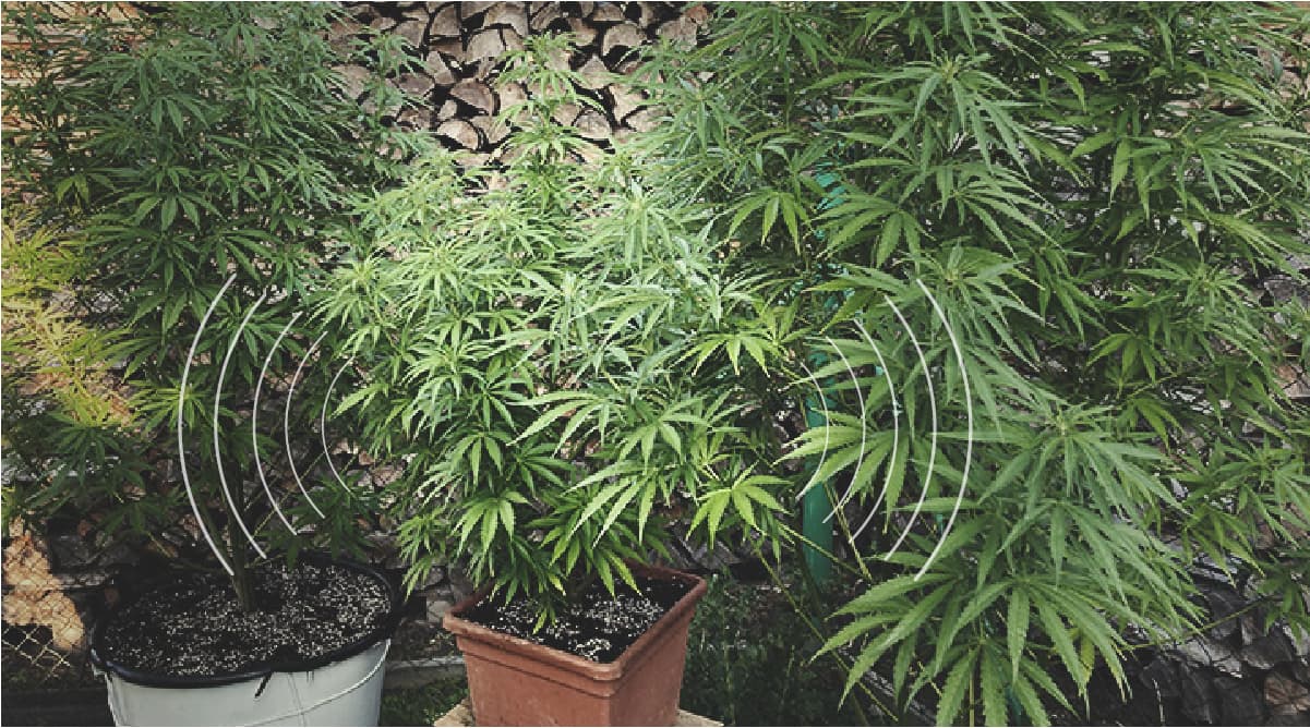 Plant Communication Plant Communication