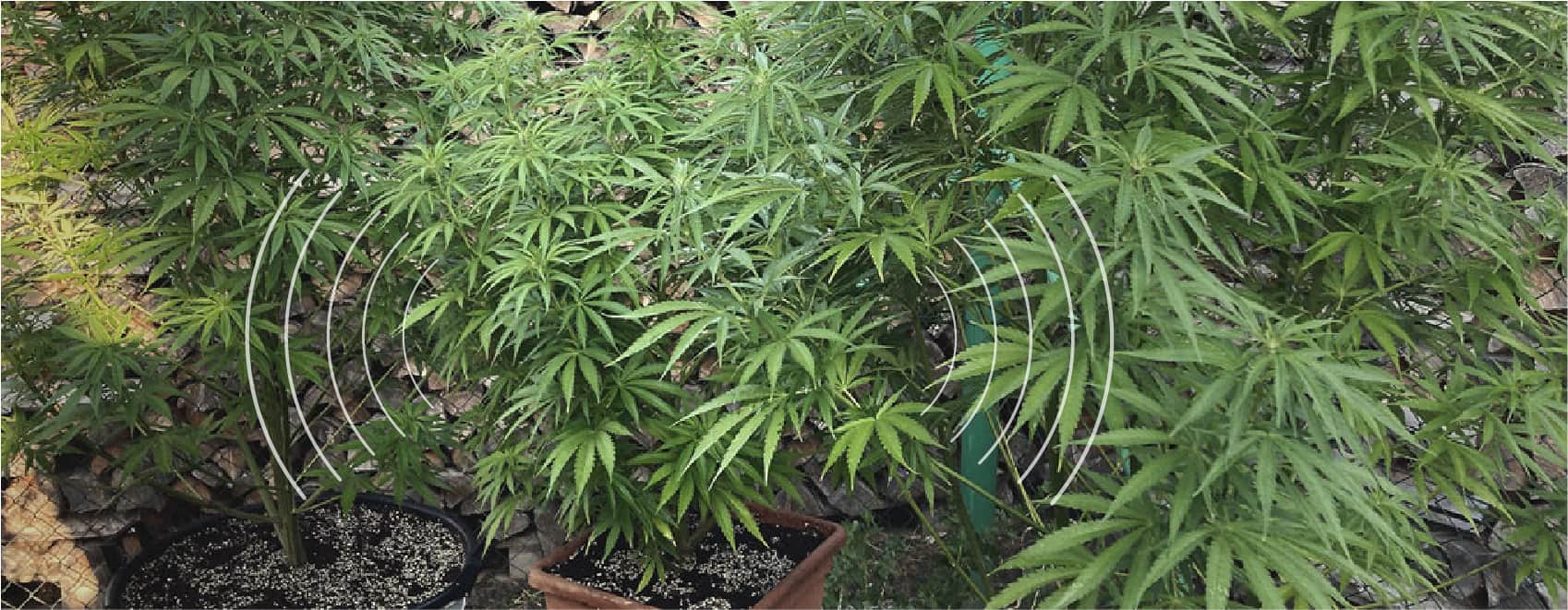Plant Communication Plant Communication