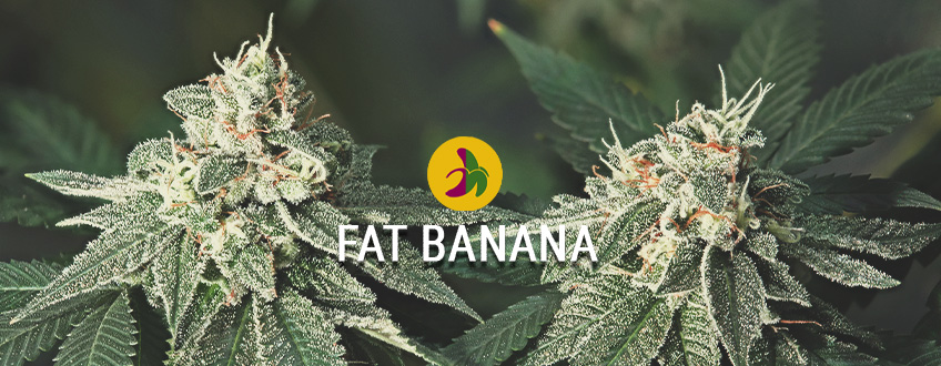 The biggest baddest banana Kush: Fat Banana