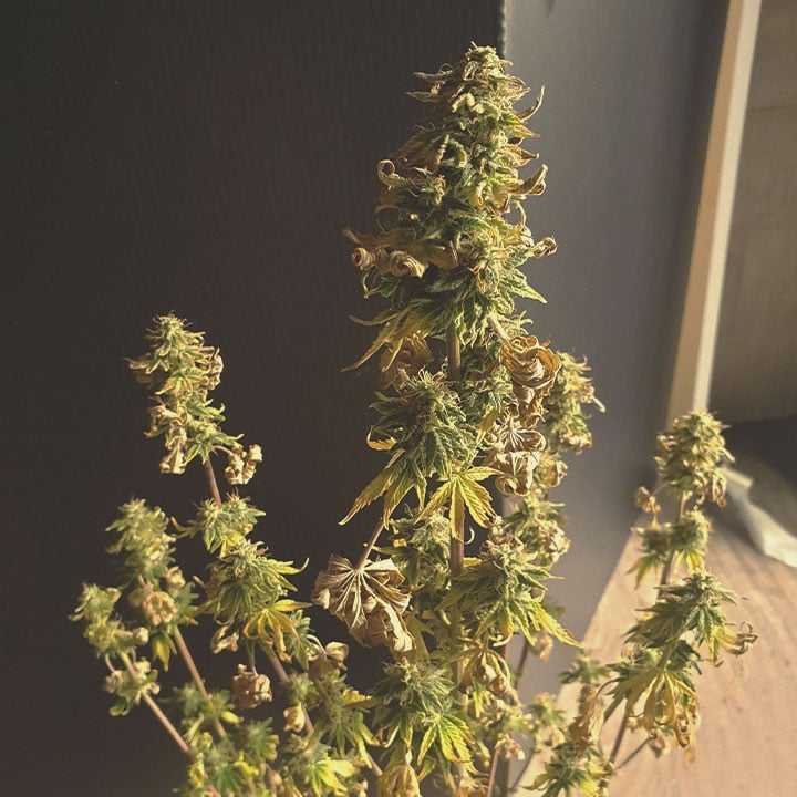How to Prevent and Treat Dry and Crispy Cannabis Leaves How to Prevent and Treat Dry and Crispy Cannabis Leaves