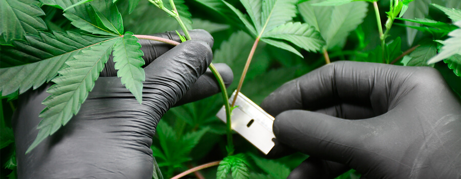Cannabis Tissue Culture Propagation Cannabis Tissue Culture Propagation