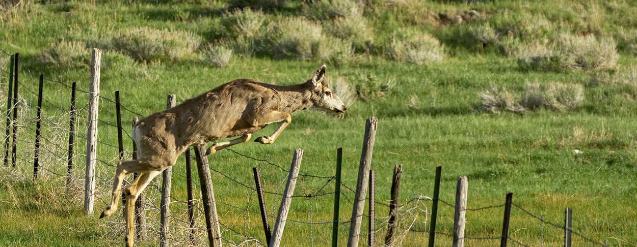 Deer jumping a fence