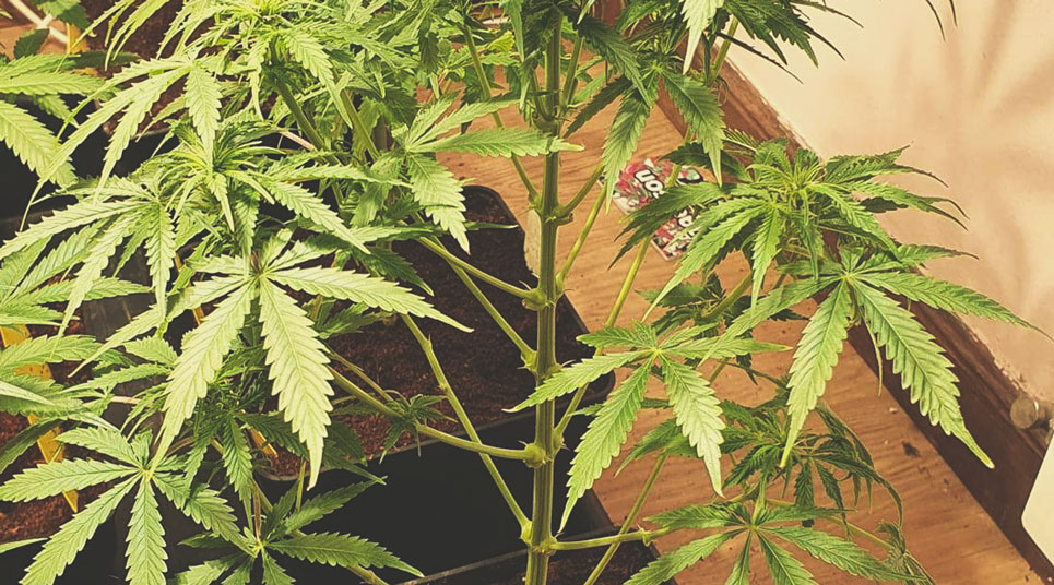 Defoliation Defoliation