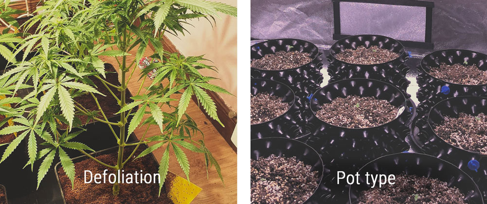 Defoliation Defoliation