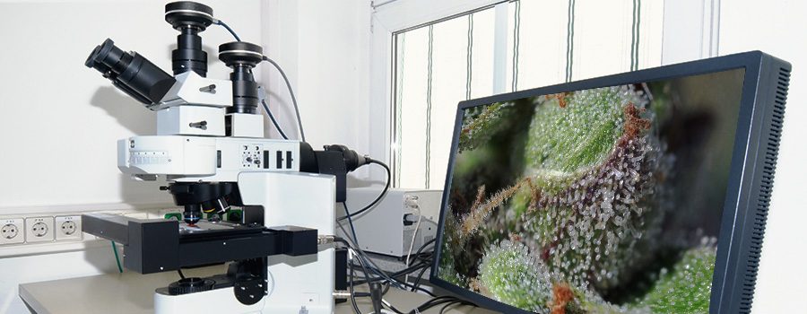 Digital Microscope 