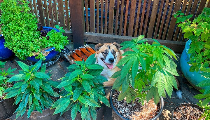 Cats Dogs and Cannabis How to Keep Pets Out of the Garden RQS Blog