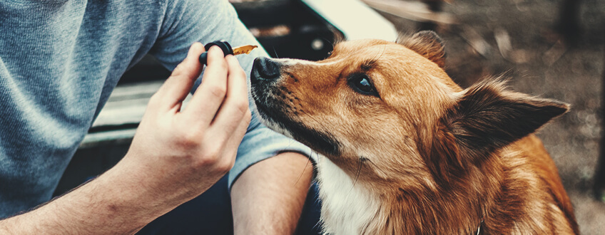 CBD Dosage for Dogs