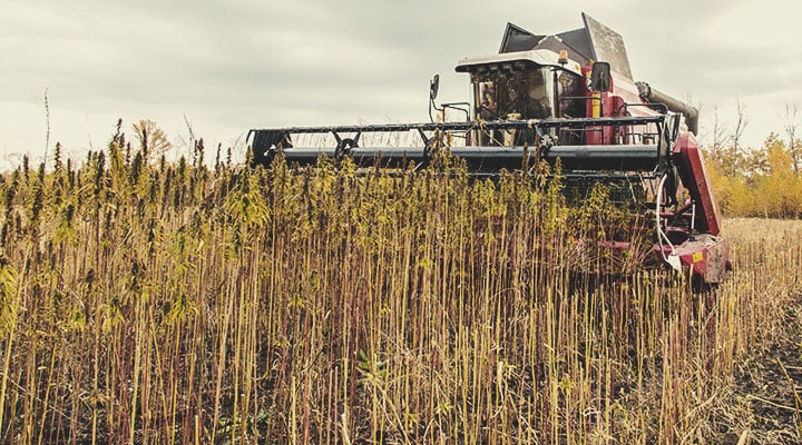 Dry Farming: An Example of Regenerative Agriculture in Action