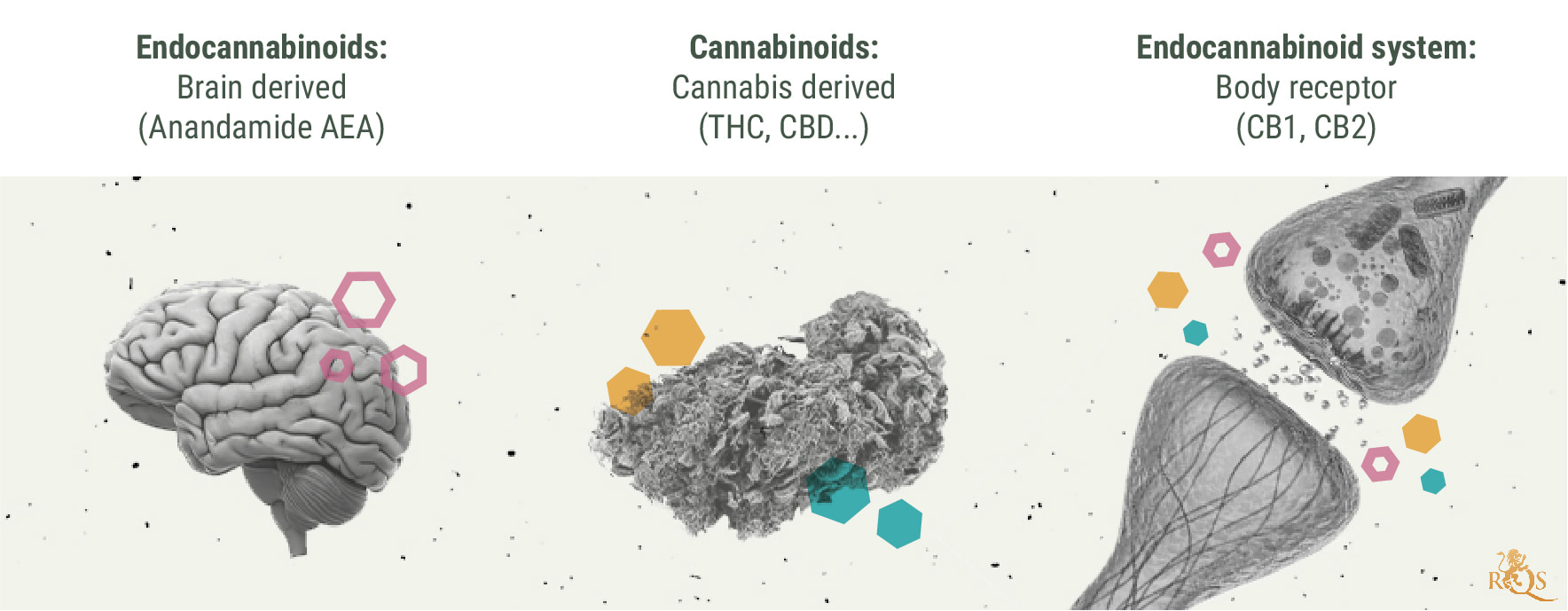 Chemistry of the Cannabis High