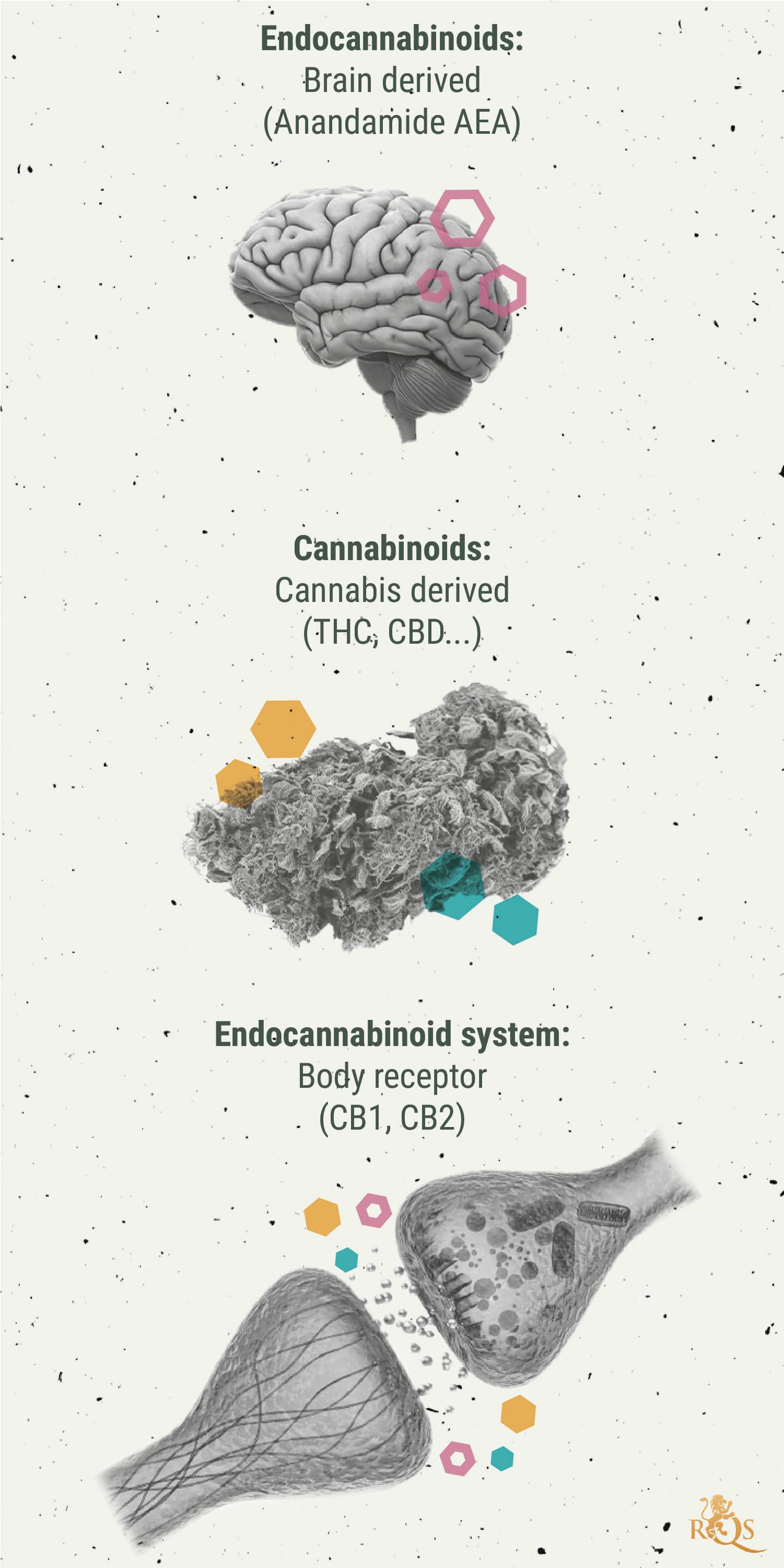 Chemistry of the Cannabis High