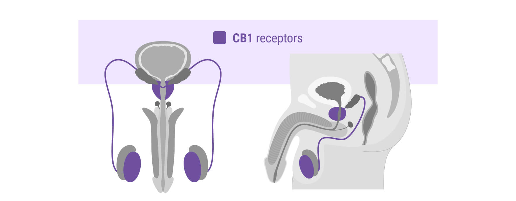 What Is CBD? What Is CBD?