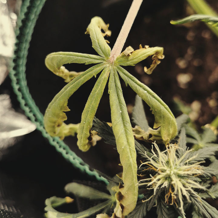 The image depicts dried marijuana leaves resulting from excessive heat exposure. Intense sunlight can cause cannabis plants to lose moisture, leading to crispy and shriveled fan leaves. This effect is similar to how heat can dry out other organic materials.