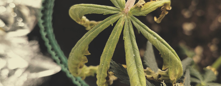 The image depicts dried marijuana leaves resulting from excessive heat exposure. Intense sunlight can cause cannabis plants to lose moisture, leading to crispy and shriveled fan leaves. This effect is similar to how heat can dry out other organic materials.