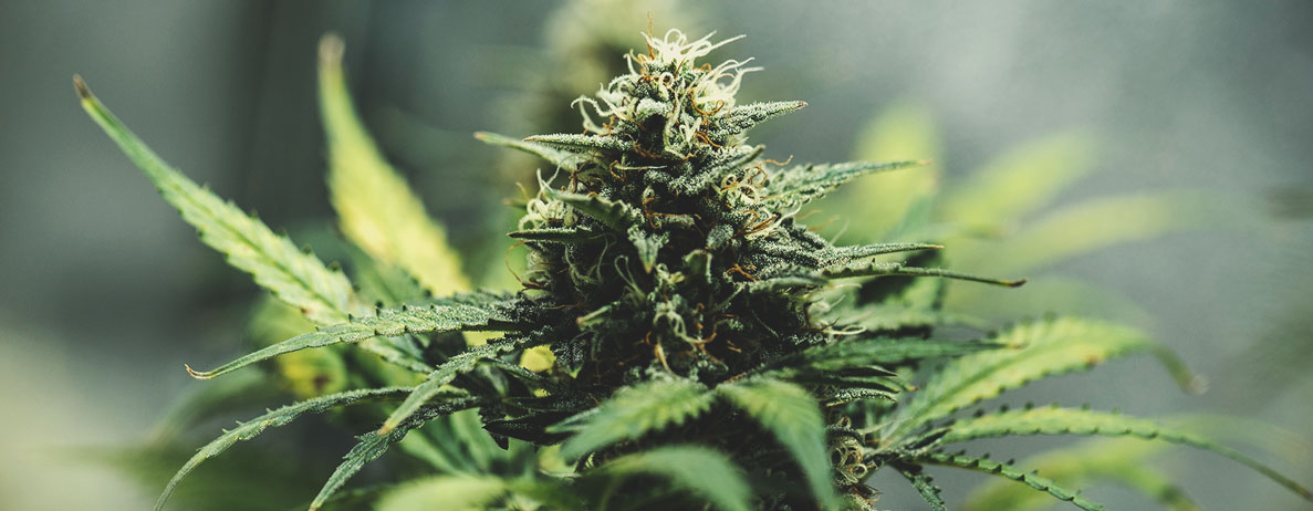 Top Strain Searches by Women Top Strain Searches by Women
