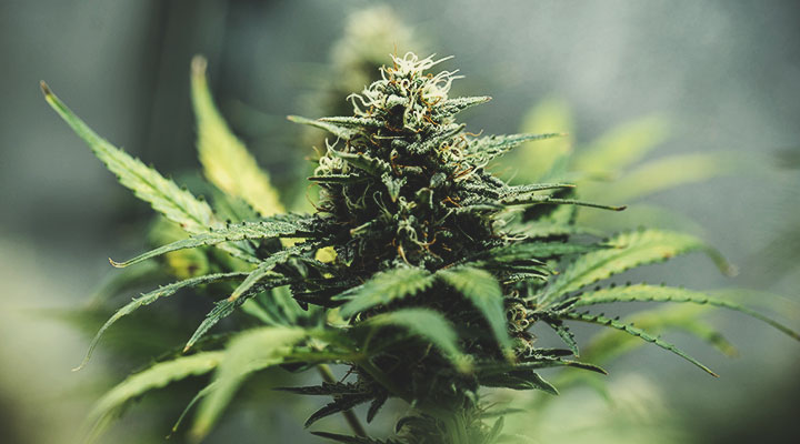 Top Strain Searches by Women Top Strain Searches by Women