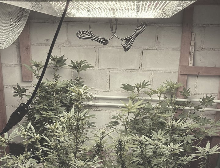 Complete Ventilation Guide for Your Cannabis Grow Room - RQS Blog