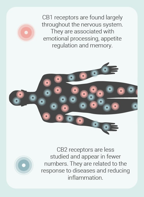 Endocannabinoid Receptors