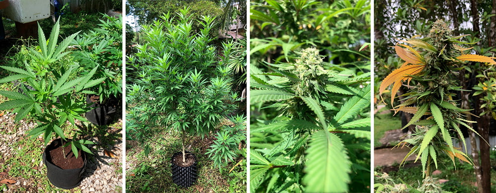 Green crack punch stages Green crack punch stages