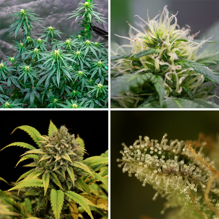 Green Gelato Seeds