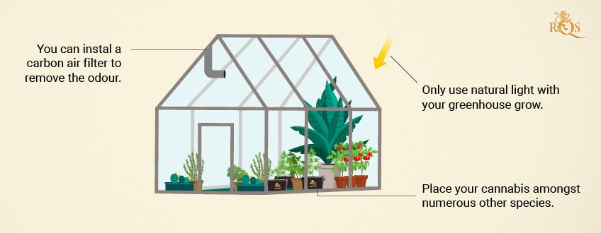 Hide your plants in a greenhouse Hide your plants in a greenhouse