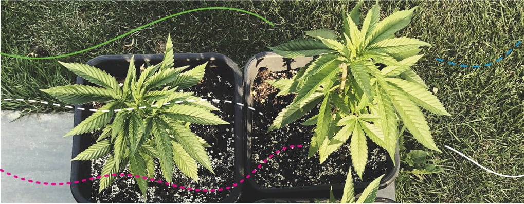 Using RQS Cannabis Fertilisers Outdoors: Royal Gorilla