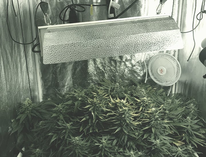 A Complete Overview Of Growing Cannabis Indoors