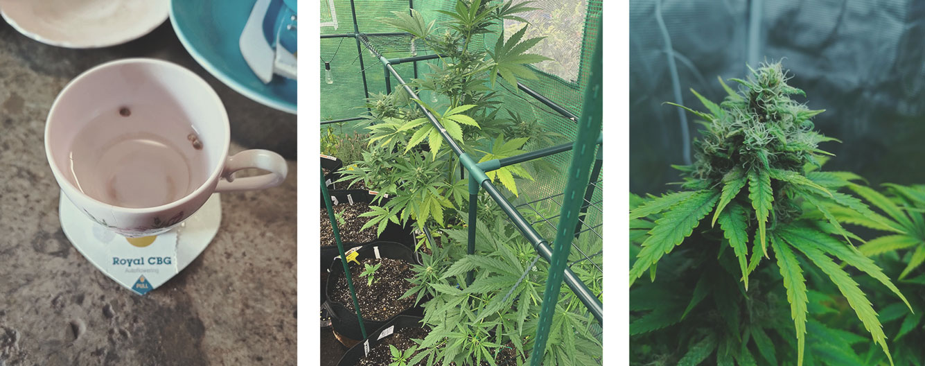 A Few Tips for Your Medical Cannabis Garden or Grow Room