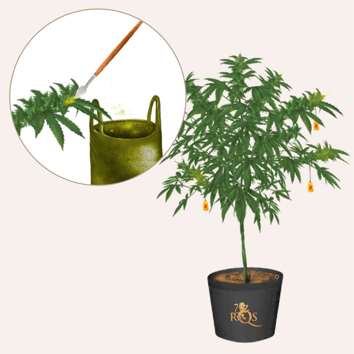 STEP 2: FERTILISE YOUR FEMALES STEP 2: FERTILISE YOUR FEMALES