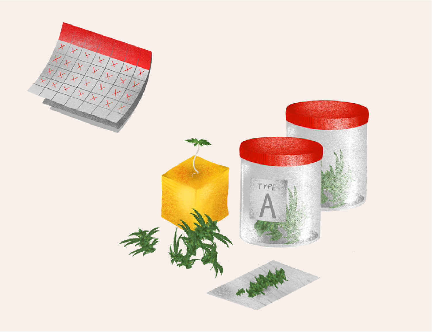 STEP 4: HARVEST YOUR SEEDS STEP 4: HARVEST YOUR SEEDS