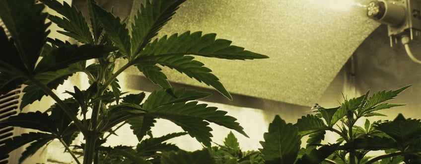 Building Your own Cannabis Grow Room